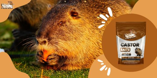 Come utilizzare efficacemente un attrattivo nutria?