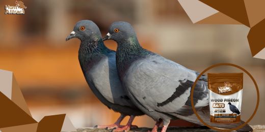 In che modo gli attrattivi per piccioni possono aiutare ad attirare i piccioni?