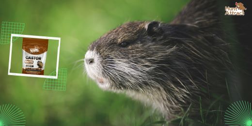 Quali sono i vantaggi dell’utilizzo degli attrattivi della nutria?