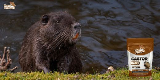 Come attirare la nutria?