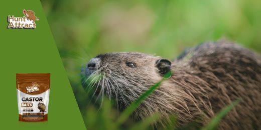 Quale esca per attirare la nutria?